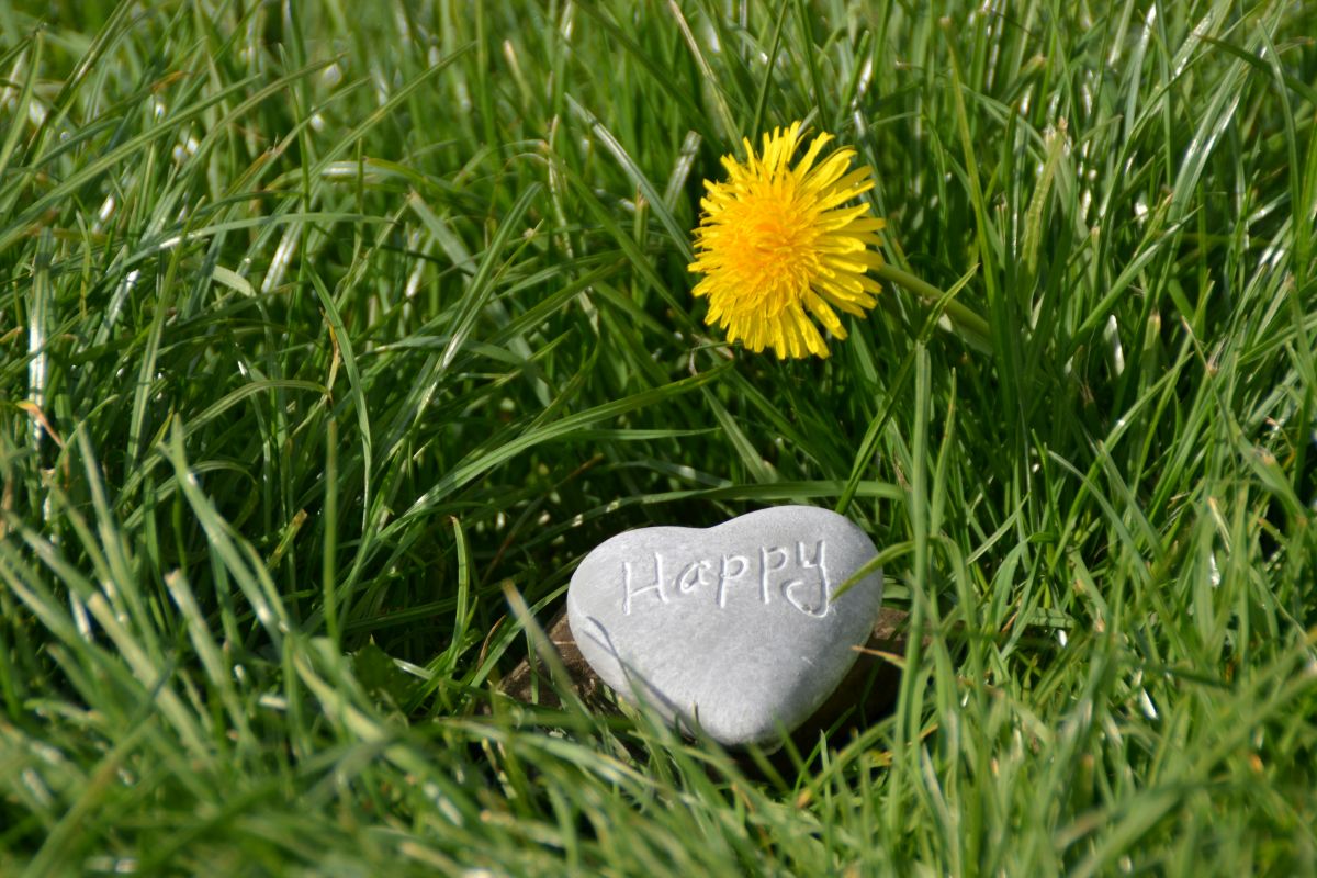 small rock with the words "happy" on it in a bed of grass, symbolizing the way in which we can truly hardwire ourselves for happiness