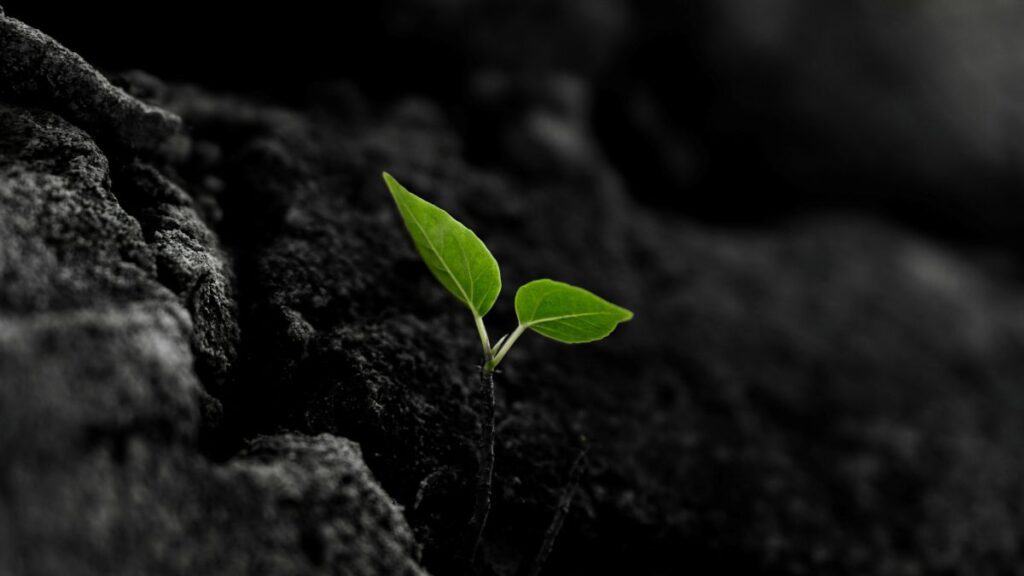 small green sprout emerging from soil, symbolizing growth