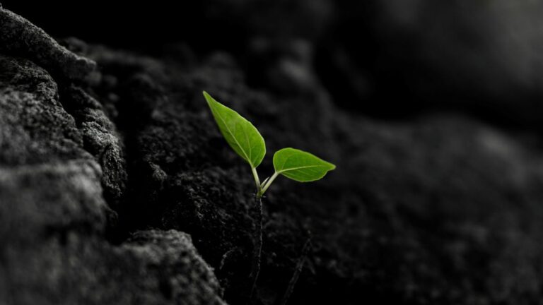small green sprout emerging from soil, symbolizing growth