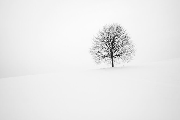 A solitary bare tree standing in a wide, snow-covered landscape on a foggy winter day.