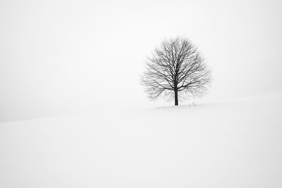 A solitary bare tree standing in a wide, snow-covered landscape on a foggy winter day.